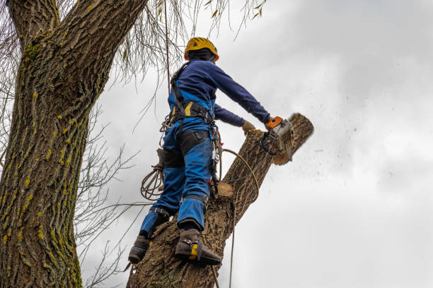  Homeland Park, SC Tree Removal Pros